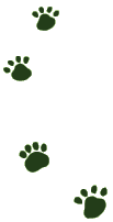 about us footsteps