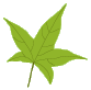 about us leaf 2