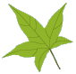 foxcubs leaf 1
