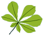 foxcubs leaf 1