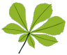 foxcubs leaf 1