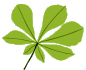 parent info leaf 1