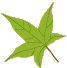 preschool 3 leaf 2