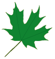 pre-school leaf 1