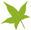 woodlands leaf 1